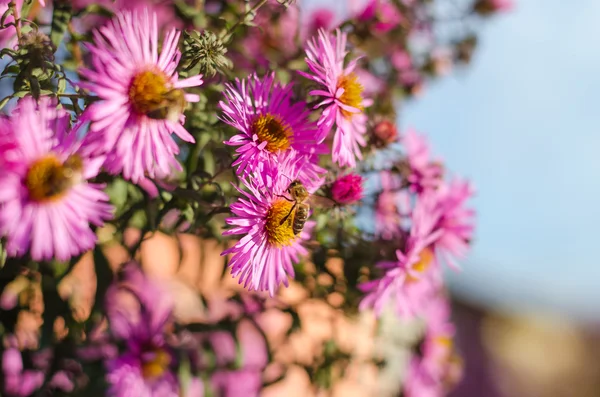 Krásné růžové zahrady květiny v západu slunce světlo a bee. — Stock fotografie