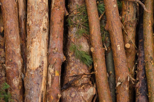 Ambiente, natureza e floresta de desmatamento - derrubada de árvores. O conceito de um problema global. Fundo de troncos de árvores cortadas . — Fotografia de Stock