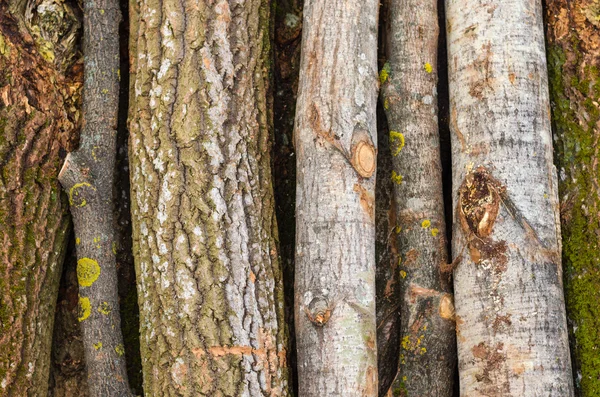 Çevre, Doğa ve ormansızlaşma orman - ağaç Gaze. Küresel bir sorun kavramı. Arka planını kesilmiş ağaç gövdeleri. — Stok fotoğraf