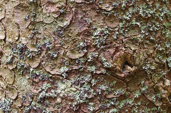树皮的背景纹理.剥去树皮，树皮上有裂缝的痕迹. — 图库照片