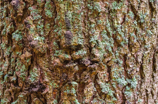 Background texture of tree bark. Skin the bark of a tree that traces cracking. — Stock Photo, Image