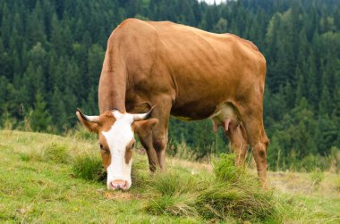 Dağları ile yeşil alan üzerinde duran ve çim yeme inekler. Karpatlar arka plan.