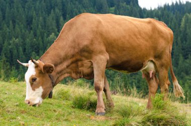 Dağları ile yeşil alan üzerinde duran ve çim yeme inekler. Karpatlar arka plan.