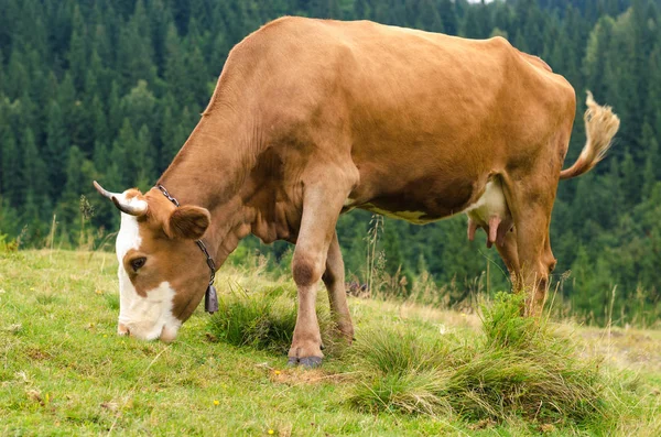 Αγελάδες στέκεται στο πράσινο πεδίο με βουνά και τρώει χόρτο. Καρπάθια φόντο. — Φωτογραφία Αρχείου