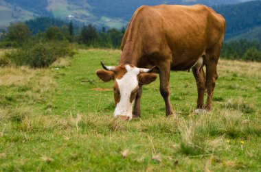 Dağları ile yeşil alan üzerinde duran ve çim yeme inekler. Karpatlar arka plan.