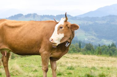 Dağları ile yeşil alan üzerinde duran ve çim yeme inekler. Karpatlar arka plan.