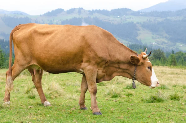 Vacas de pie en el campo verde con montañas y comer hierba. Fondo de los Cárpatos . — Foto de Stock