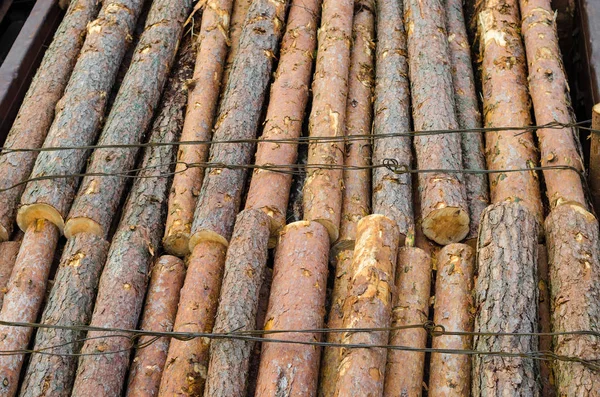 Çevre, doğa ve ormansızlaşma orman - ağaç Gaze. Küresel bir sorun kavramı. Yük treni çam Mayo ile yüklü.