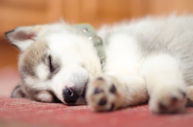 Sibirya husky köpek yavrusu ev eski kırmızı vintage halı üzerinde uyku.