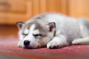 Sibirya husky köpek yavrusu ev eski kırmızı vintage halı üzerinde uyku.