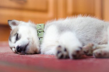 Sibirya husky köpek yavrusu ev eski kırmızı vintage halı üzerinde uyku.