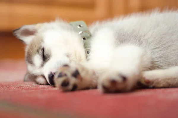 Siberian husky puppy sleeping in the home on old red vintage carpet. — Stock Photo, Image