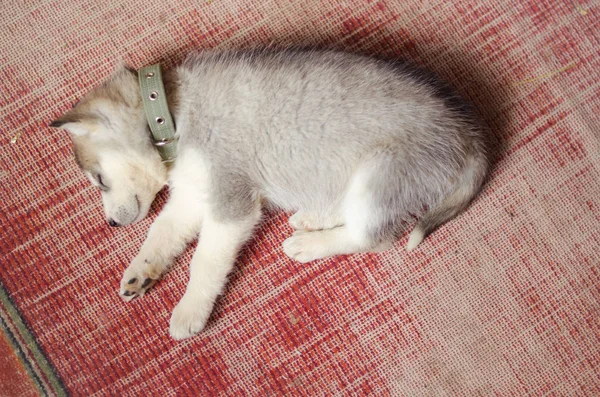 시베리안 허스키 강아지 오래 된 빨간 빈티지 카펫에 집에서 자 고. — 스톡 사진