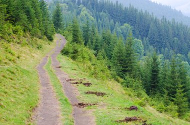 Forrest ağaçları orta ve yaymak-güneş ışınları yolundaki ile.