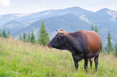 Dağları ile yeşil alan üzerinde duran ve çim yeme inekler. Karpatlar arka plan.