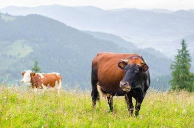 Dağları ile yeşil alan üzerinde duran ve çim yeme inekler. Karpatlar arka plan.