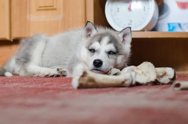 Cachorrinho Husky siberiano com osso deitado no tapete vermelho em casa . — Fotografia de Stock