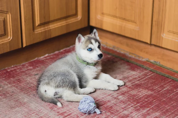 Filhote de cachorro Siberian Husky com olhos azuis em casa . — Fotografia de Stock