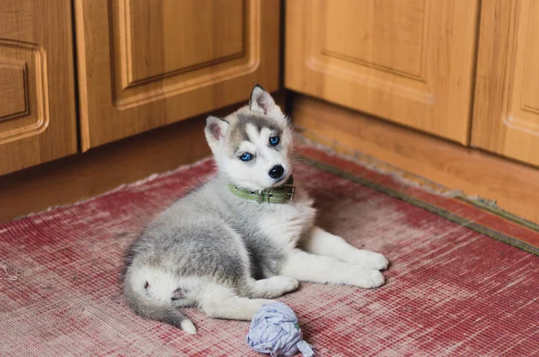 Puppy Siberian Husky with blue eyes laying at home. — Stock Photo, Image