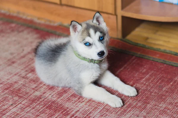 Filhote de cachorro Siberian Husky com olhos azuis em casa . — Fotografia de Stock