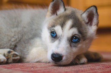 Köpek yavrusu Sibirya Husky mavi gözlü evde döşeme.