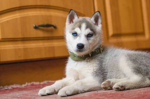 Filhote de cachorro Siberian Husky com olhos azuis em casa . — Fotografia de Stock