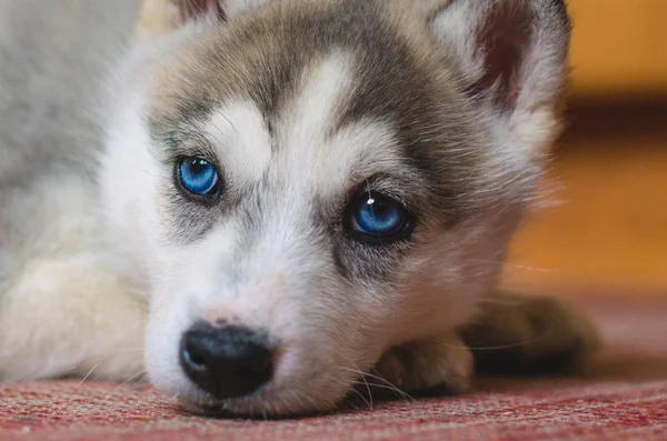 Filhote de cachorro Siberian Husky com olhos azuis em casa . — Fotografia de Stock