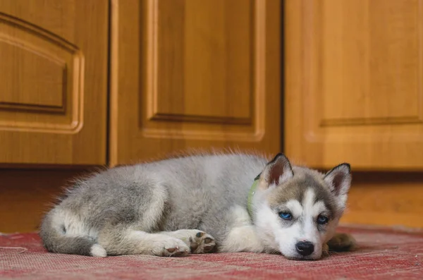 Filhote de cachorro Siberian Husky com olhos azuis em casa . — Fotografia de Stock
