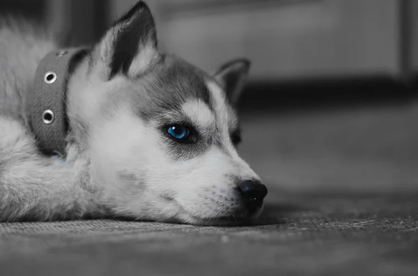 Husky piercing olhos azuis em cores preto e branco — Fotografia de Stock