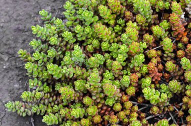 Dekoratif çimen arka planı. yeşil doku. Yer örtüsü bitkilerinin doğal detayları