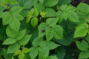 İki sinek ahududu yapraklarının üzerinde oturuyor.