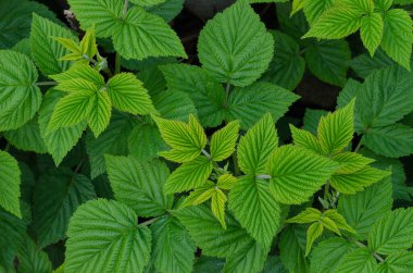 Ahududu yapraklarının arka planı. Genç ahududu çalısı