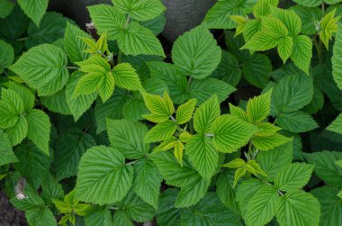 Ahududu yapraklarının arka planı. Genç ahududu çalısı