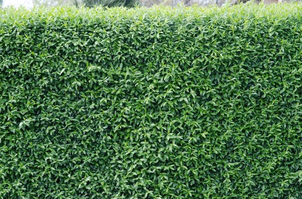 green trimmed bush in the yard background