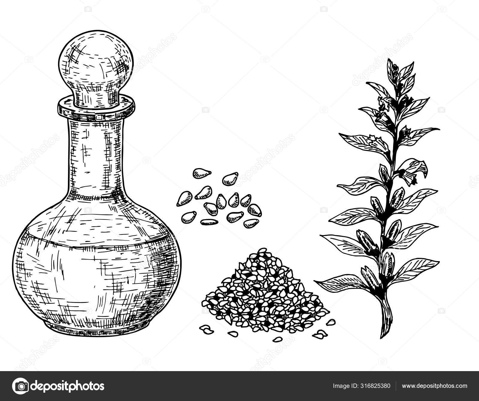 Sesame oil. Hand drawn vector illustration of glass jug with oil and sesame sprouts, plant and