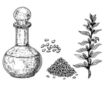 Susam yağı. Yağlı ve susamlı cam sürahinin el çizimi vektör çizimi, beyaz arka planda bitki ve tohum.