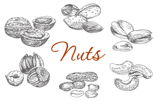 Verschiedene Nüsse. Reihe von Vektorskizzen. Walnüsse, Mandeln, Pistazien, Paranüsse, Erdnüsse, Haselnüsse. — Stockvektor