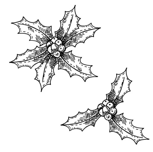 Handgezeichnete Skizze Stechpalme Set. Weihnachtspflanze. — Stockvektor