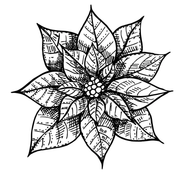 Illustration de symbole de Noël fleur vectorielle poinsettia rouge. Pulcherrima floraison plante sur fond transparent . — Image vectorielle