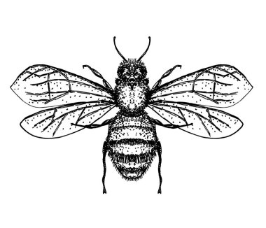 Beyaz üzerine el çizimi bal arısı vektörü. Böceğin kabartma çizimi. Bir böceğin ayrıntılı çizimi.