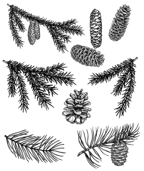 Coleção florestal de ramos de coníferas e cones de pinheiro isolados sobre fundo branco. Ramos de pinheiro com cones, ramos de abeto com cones. Decoração de Natal . —  Vetores de Stock