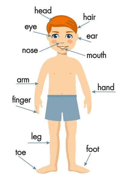 Illustrationsaffisch över kroppens delar. Vetenskaplig medicinsk illustration av delar av människokroppen för barn. — Stock vektor