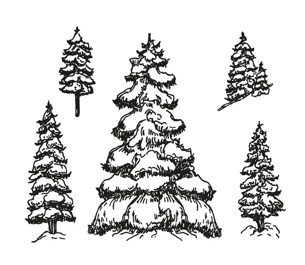 겨울 야비 스케치. 소나무와 가문비나무와. 숲 과 자연 이자 손으로 그린 설계 요소들. — 스톡 벡터