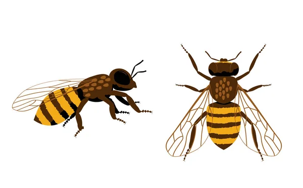 Med Bee plochý set. Jednoduché znamení divoké přírody. Symbol piktogramu hmyzu. — Stockový vektor