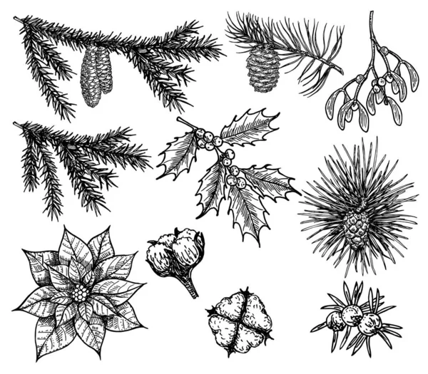 Boże Narodzenie rocznika ilustracji. Gałąź ostrokrzewu, świerku, sosny, bukszpanu, szyszek. Boże Narodzenie, świąteczny szkic botaniczny. Rośliny. — Wektor stockowy