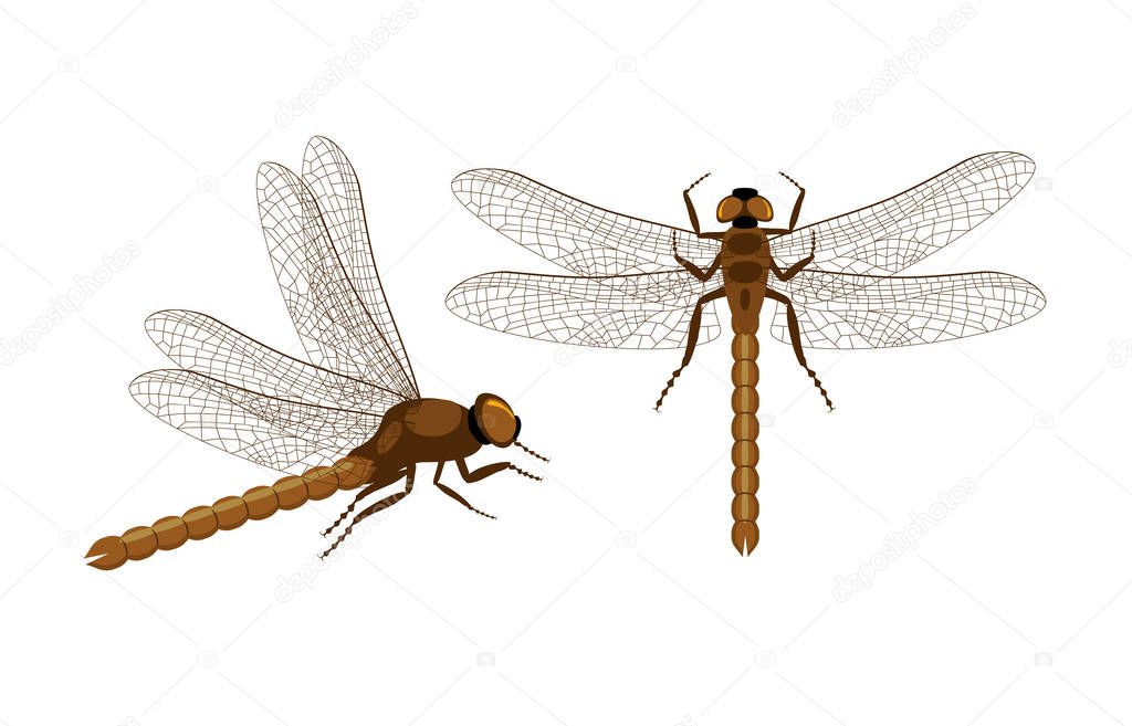 Set of vector dragonfly. Top and side view on realistic dragonfly. Decorative element for embroidery, patches and stickers.