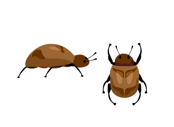 Vettore di scarabeo su sfondo bianco. Insetto. Chafer. Scarabeo. Insetti insetti — Vettoriale Stock