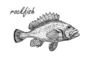 Ink sketch of rockfish. Hand drawn of redfish isolated on white background. Retro style. clipart