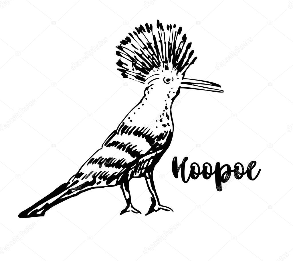 Hoopoe sketch, vector illustration. Hand drawn hoopoe bird. Engraved illustration.