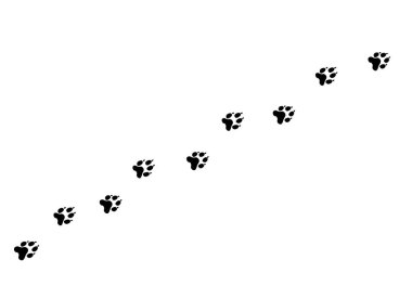 Hayvanın patikası. Köpek ya da kedi patileri beyaz arka planda rastgele iz bırakan vektörler. Patika yolu yaban hayatı, ayak izi silueti çizimi